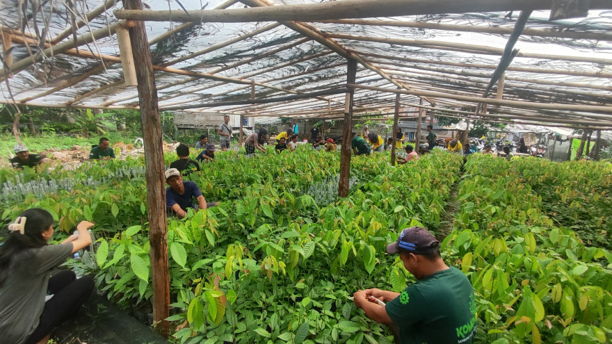 Penyambungan Kakao di Dusun Bosso Batu